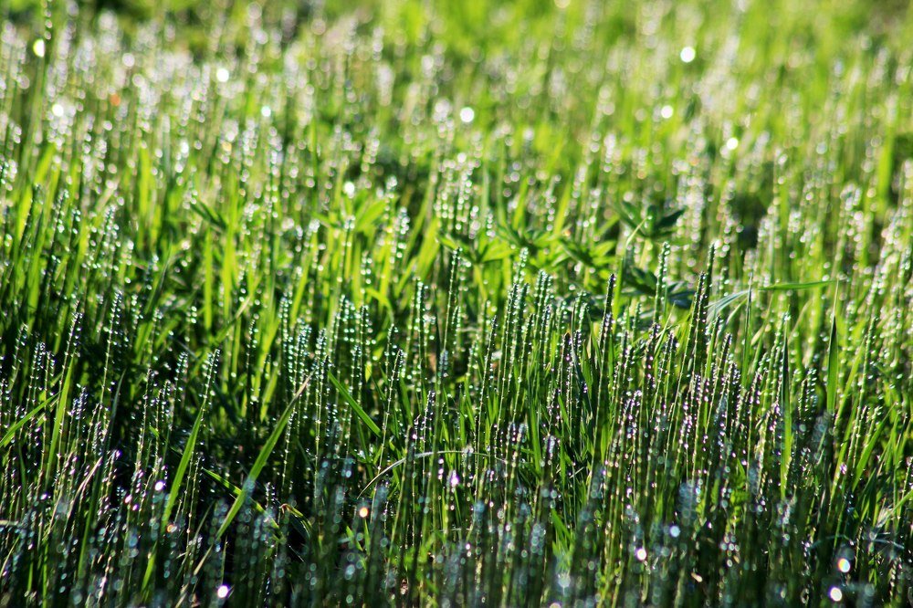 Роса на траве