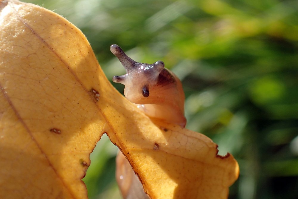 Осенние прятки