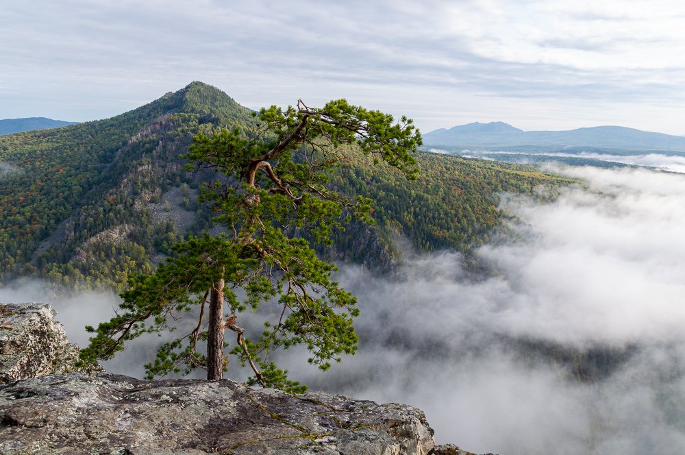 Уральский бонсай