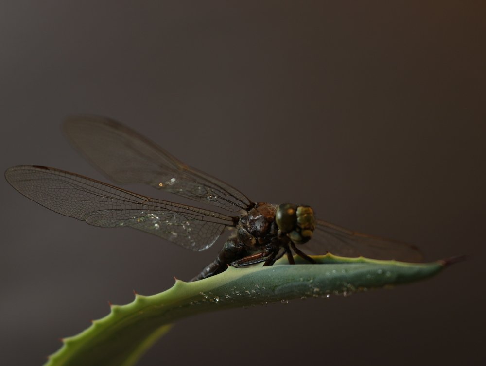 Photograph by Татьяна