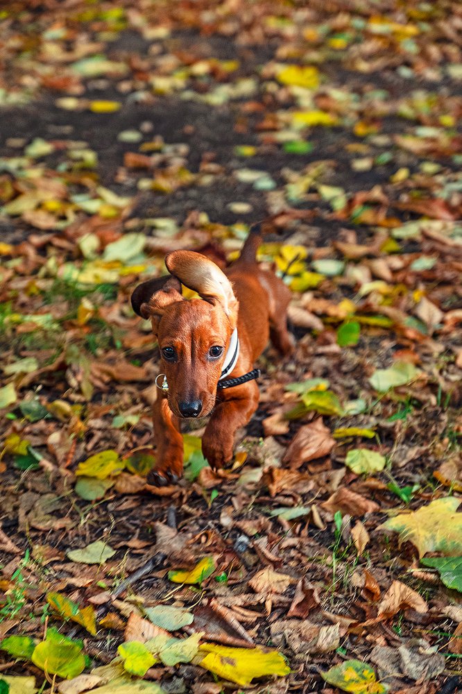 Фотография автора Владимир Эделев