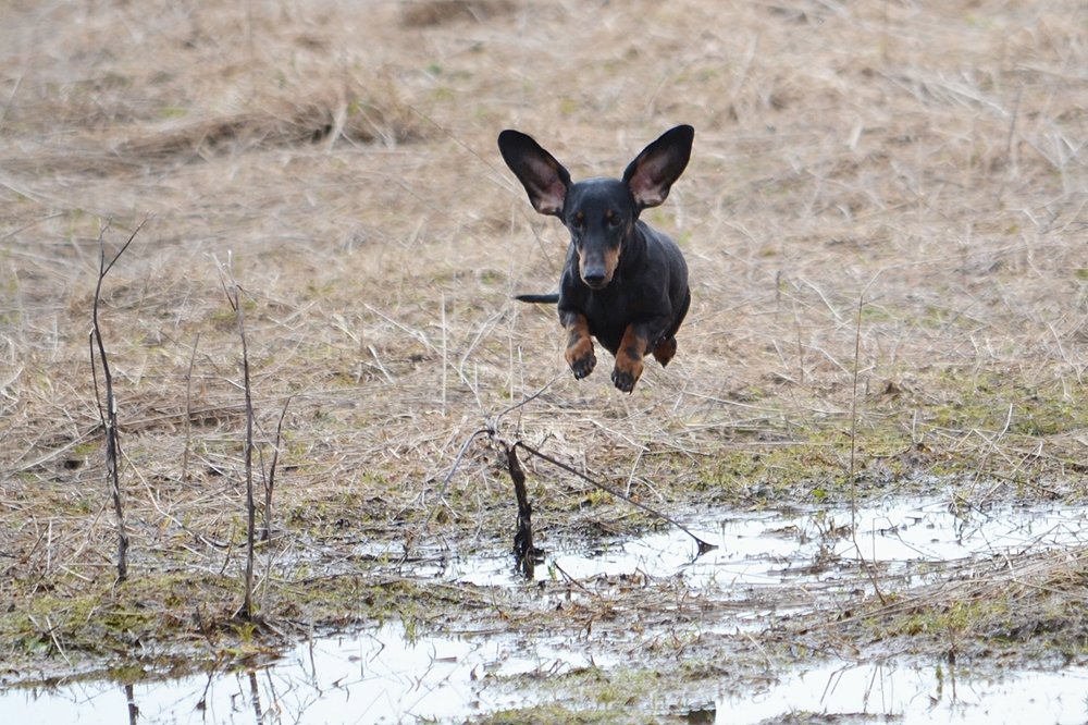 летающая такса