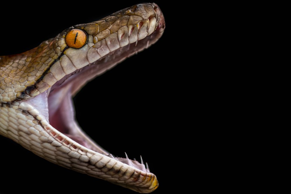 Фотография автора Damar Angga Saputra