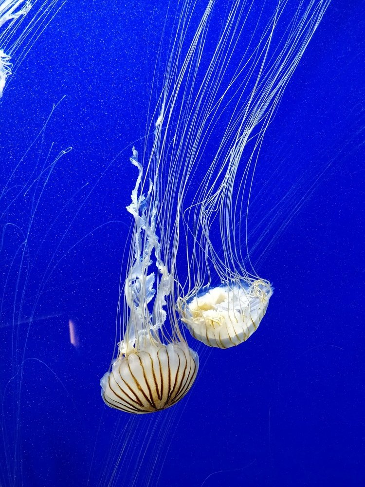 Photograph by Anna Svitsa