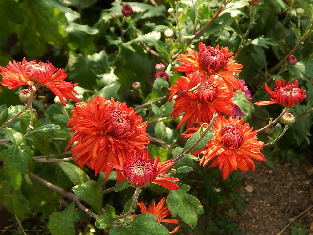 Цветы осени