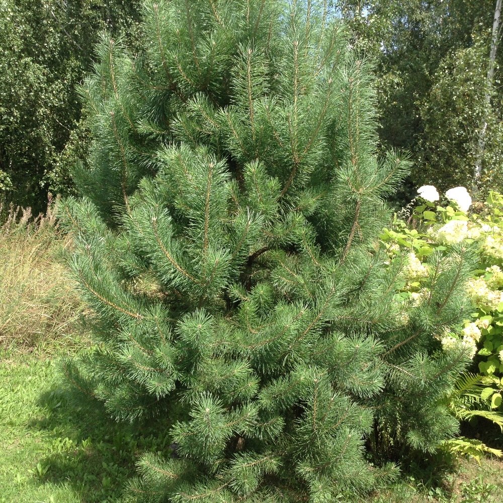 Photo #3690004