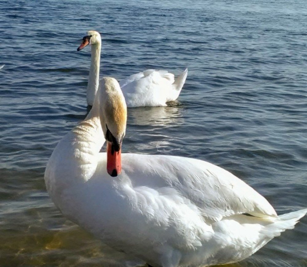 Photograph by Таиса Павлюц