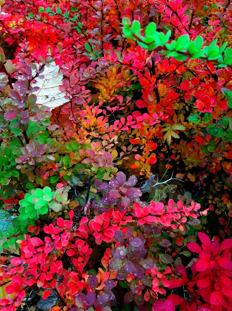 Осенние краски