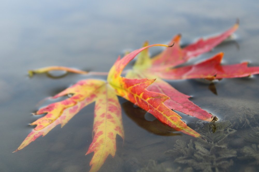 Photograph by Юлия Чурина