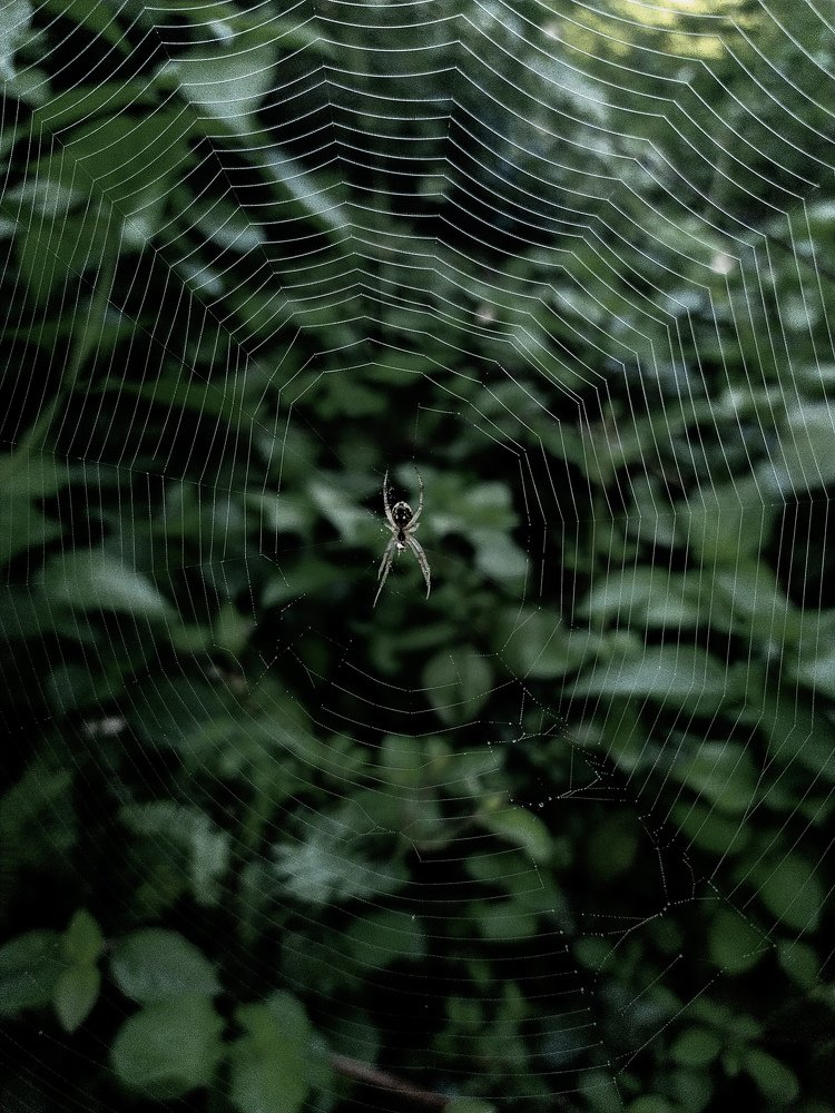 Spyder