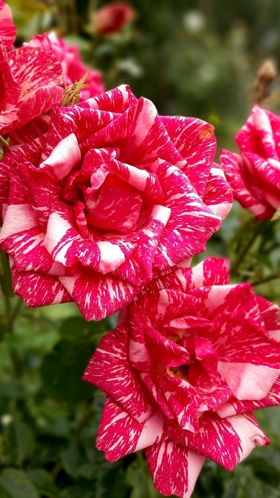 Фотография автора Светлана Дунаева