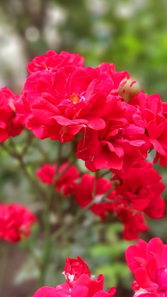 Фотография автора Светлана Дунаева