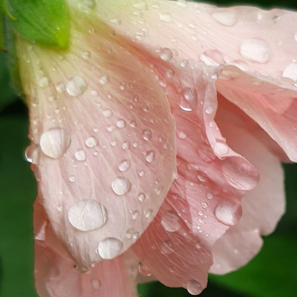 Фотография автора Светлана Дунаева