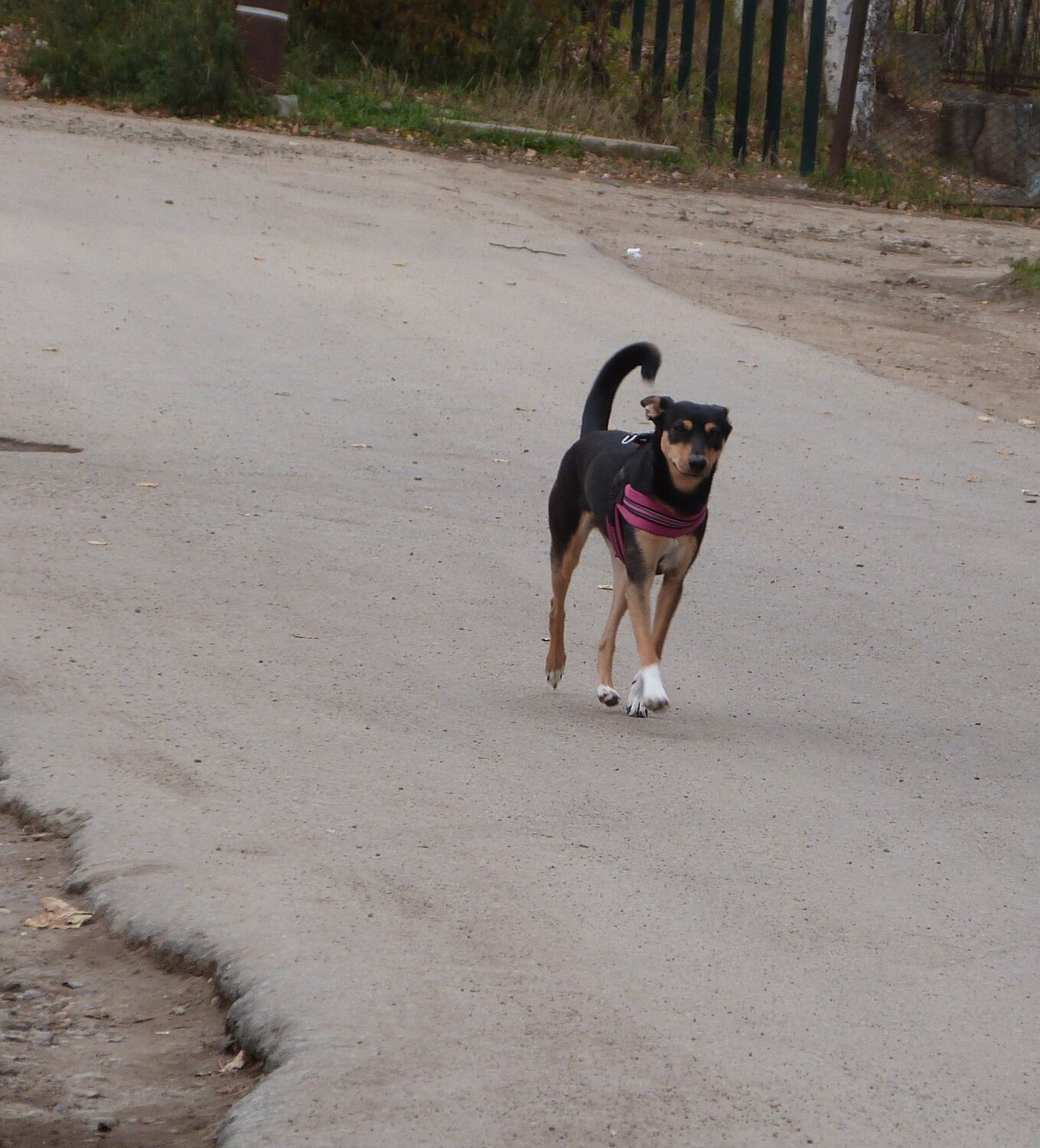 Photo #3690410