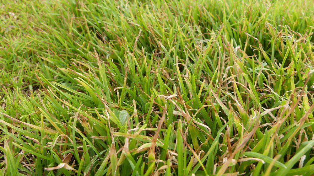 Photo #3690415