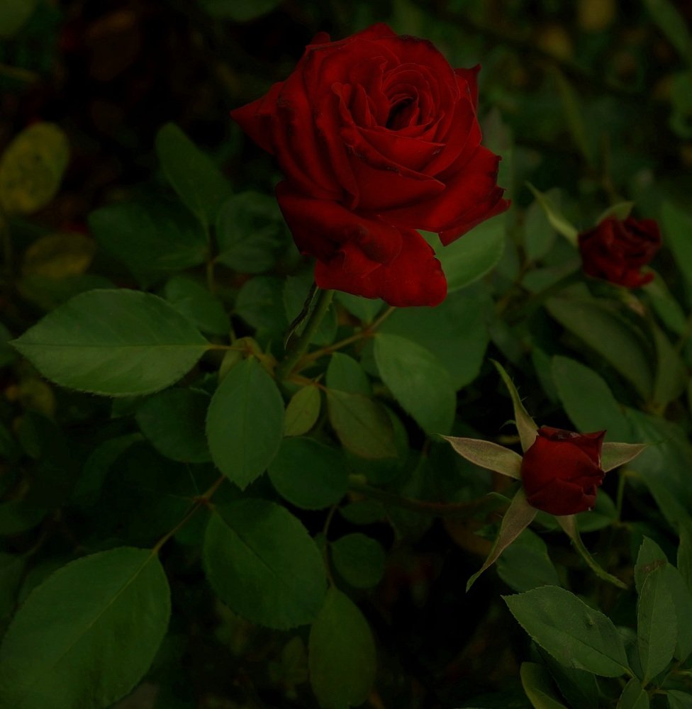 Photograph by Алия Байсыкова