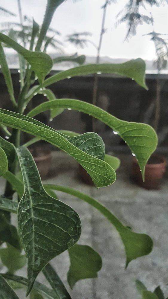 Photograph by Kinza Siddiqui