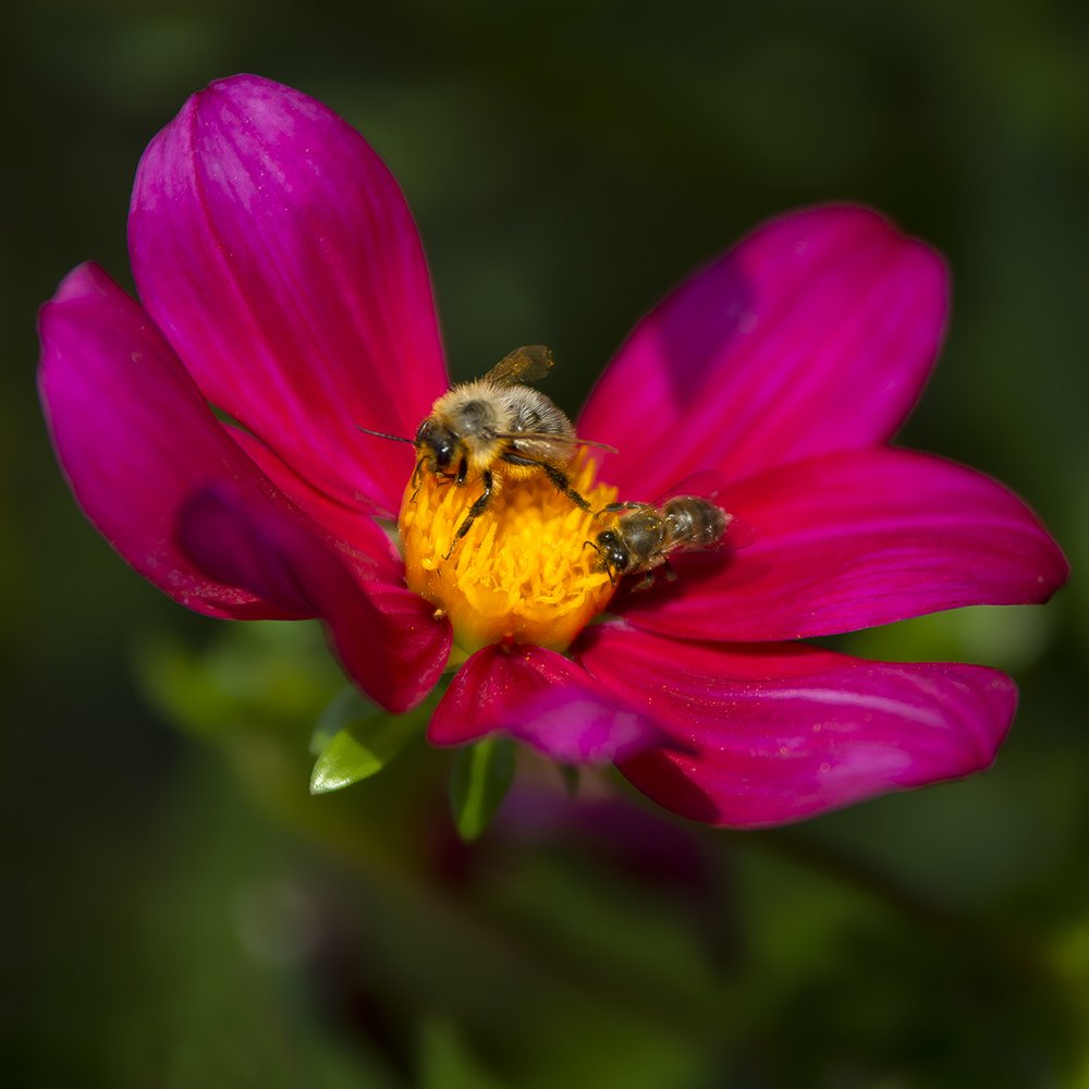 Photograph by Олег Тетерин