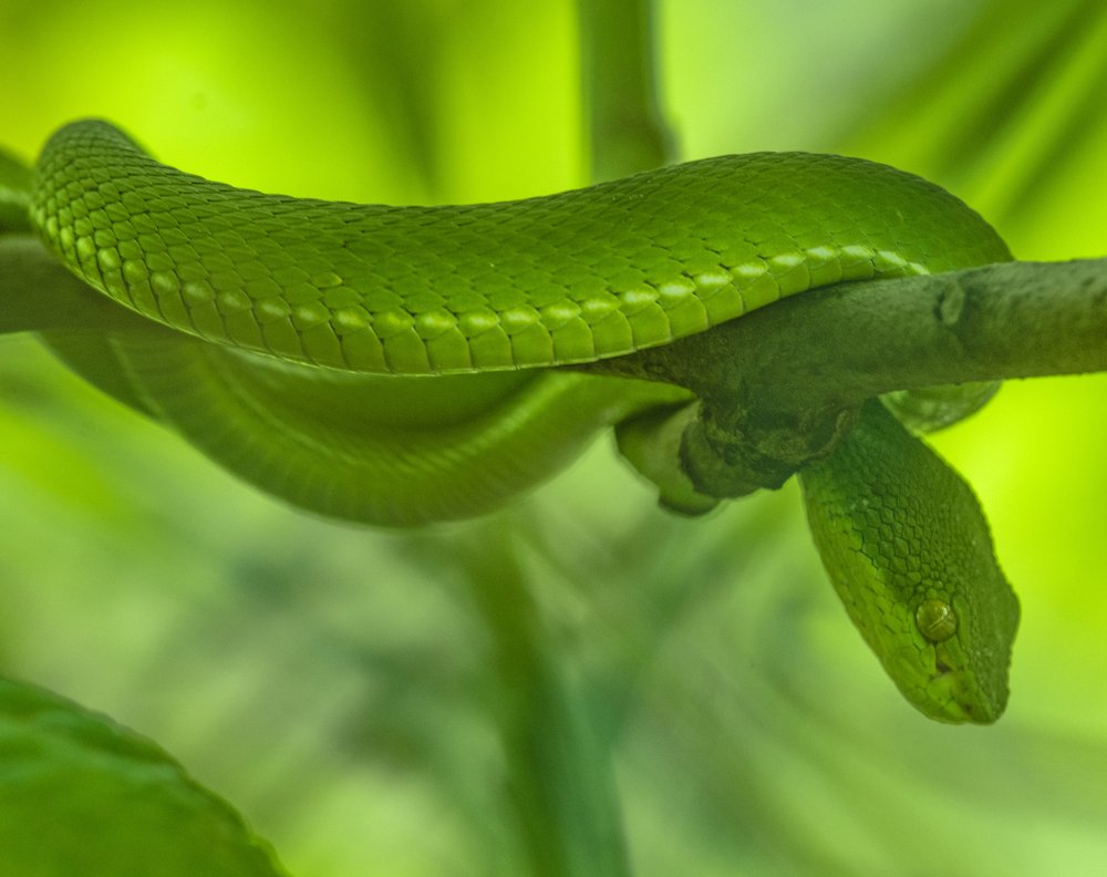 Photograph by Saikat Das