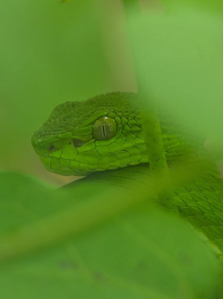 Photograph by Saikat Das
