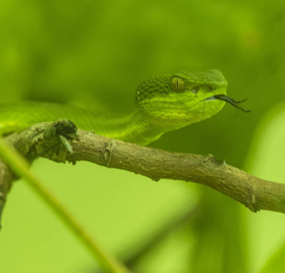 Photograph by Saikat Das