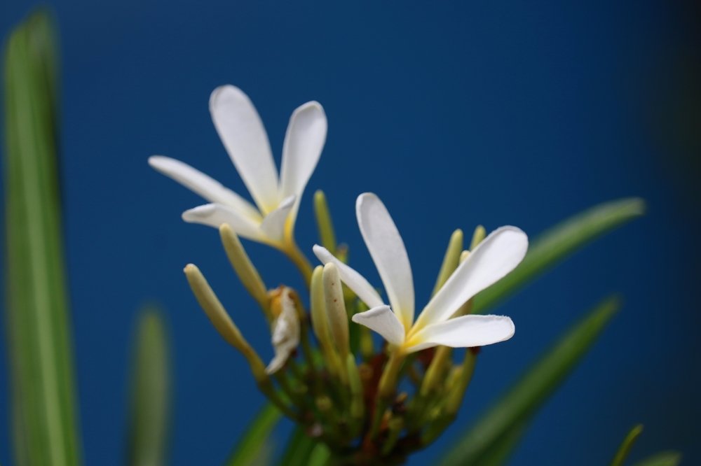 Photograph by  Reena