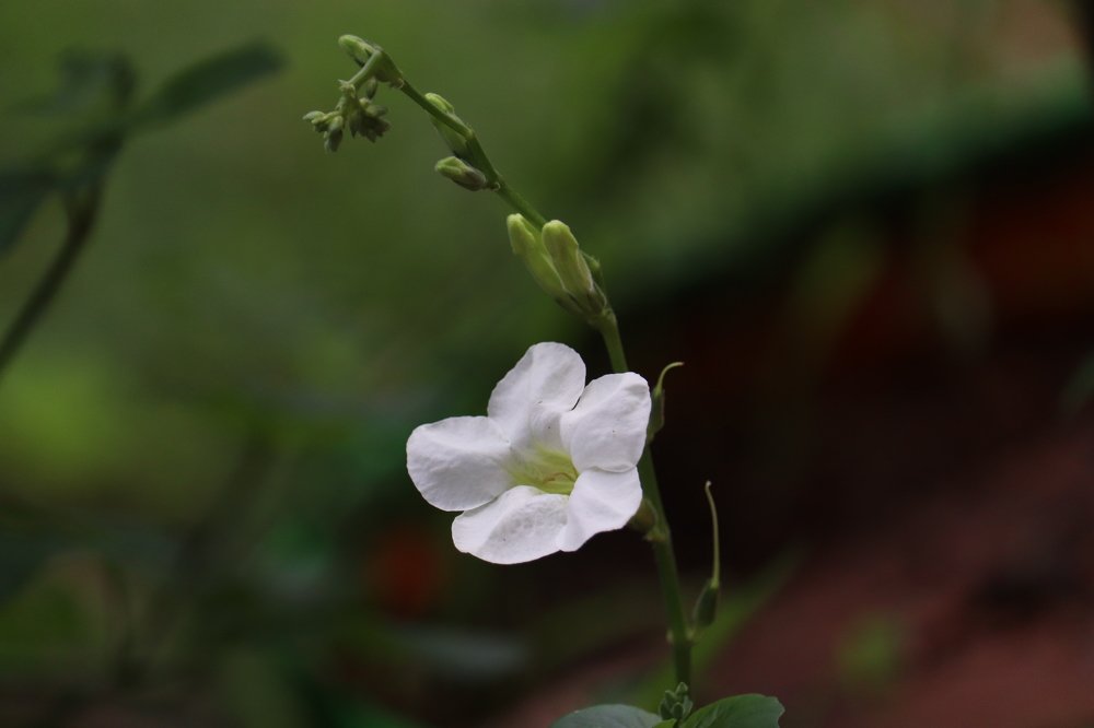 Photograph by  Reena