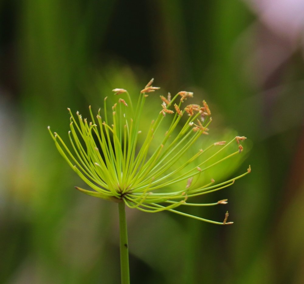 Photograph by  Reena