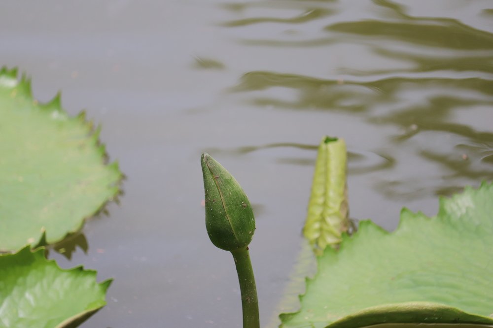 Photograph by  Reena