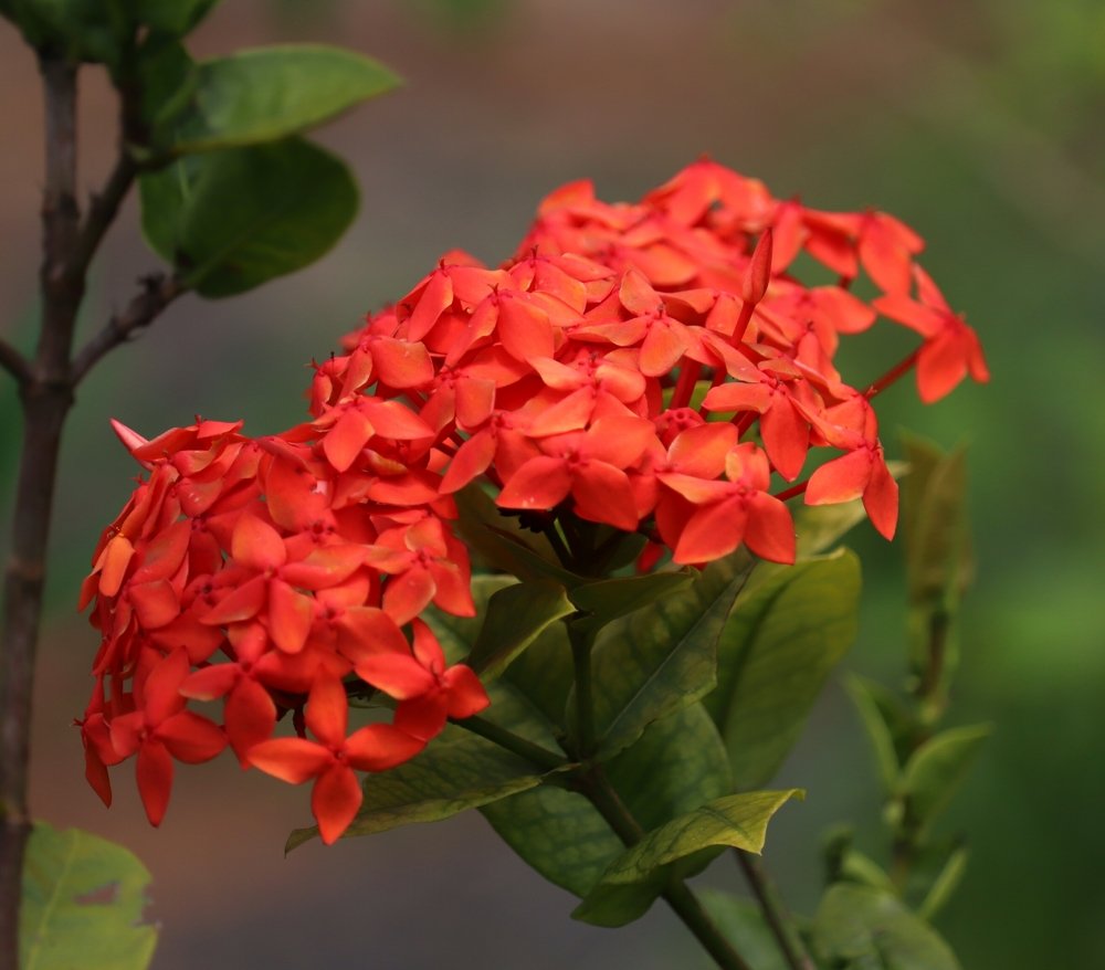 Photograph by  Reena