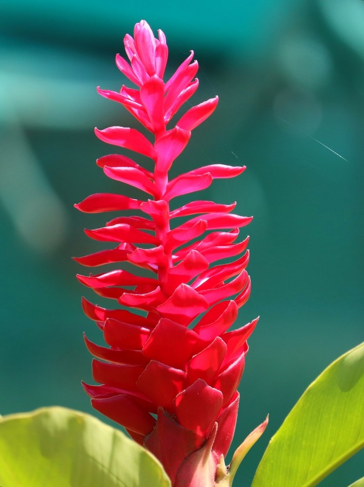 Photograph by  Reena