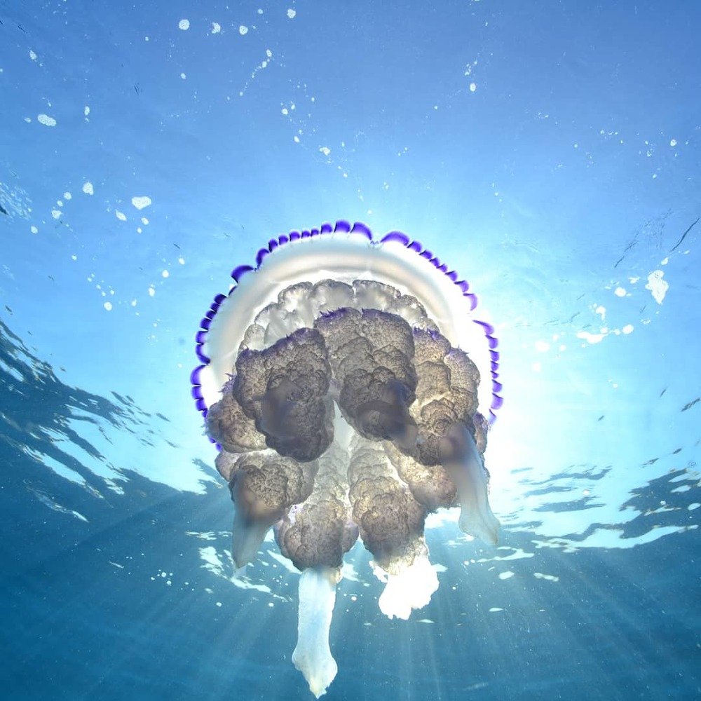 Photograph by Marco Ricciardi Tenore