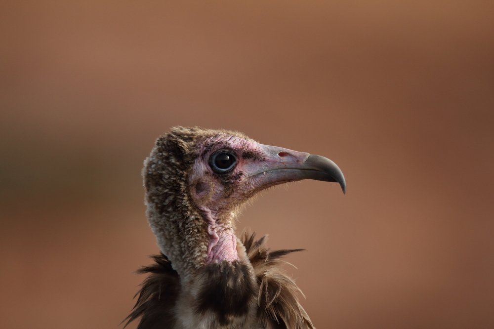 Photograph by Mike Temmerman