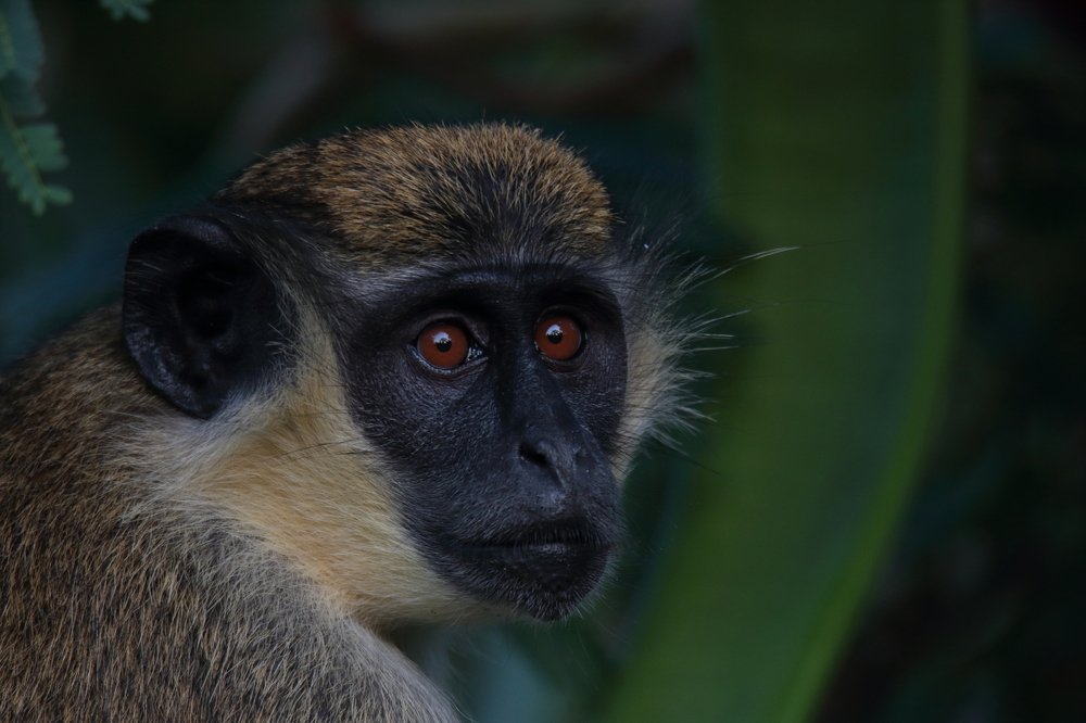 Photograph by Mike Temmerman