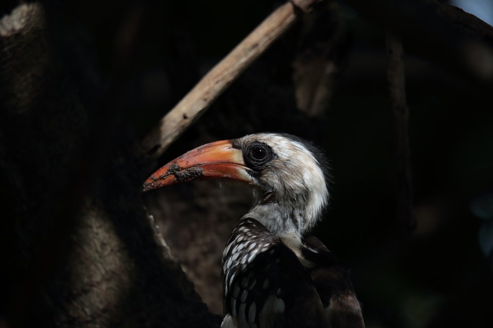 Photograph by Mike Temmerman