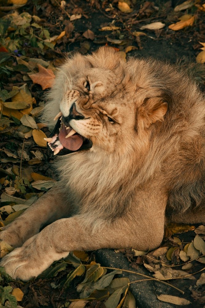 Metro Goldwyn Mayer )))