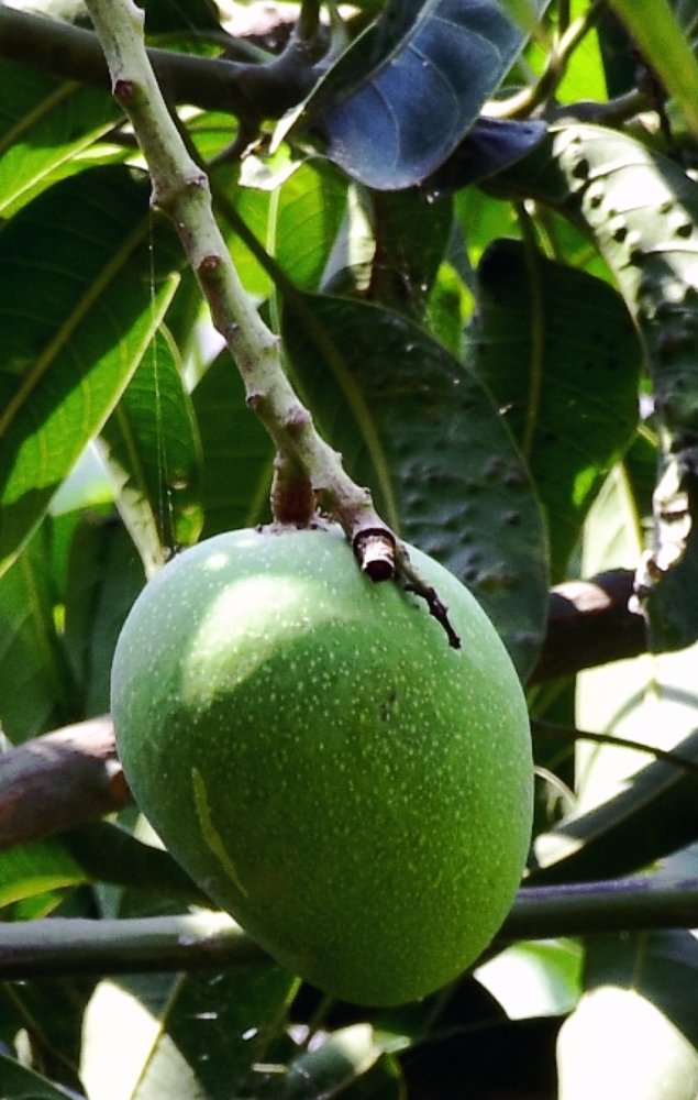 Photograph by Madhumanti Chatterjee