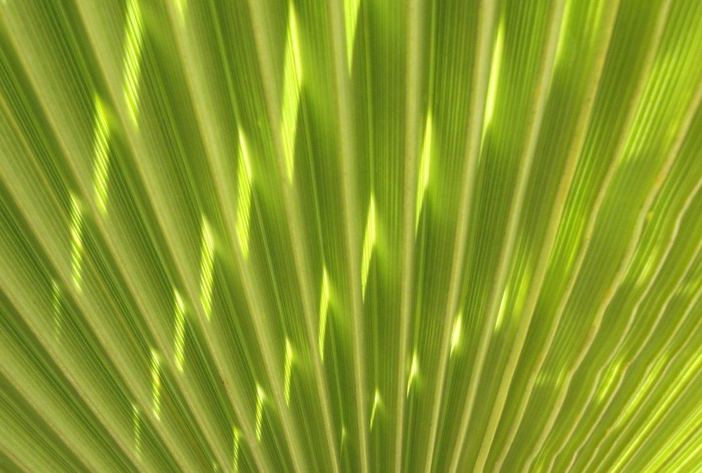 Photograph by wilfredo rojas