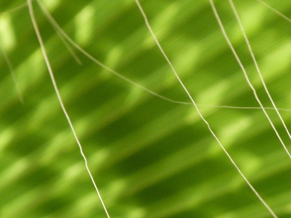 Photograph by wilfredo rojas