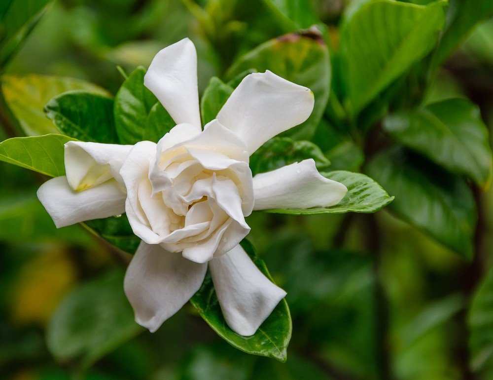 Фотография автора Андрей Симонов