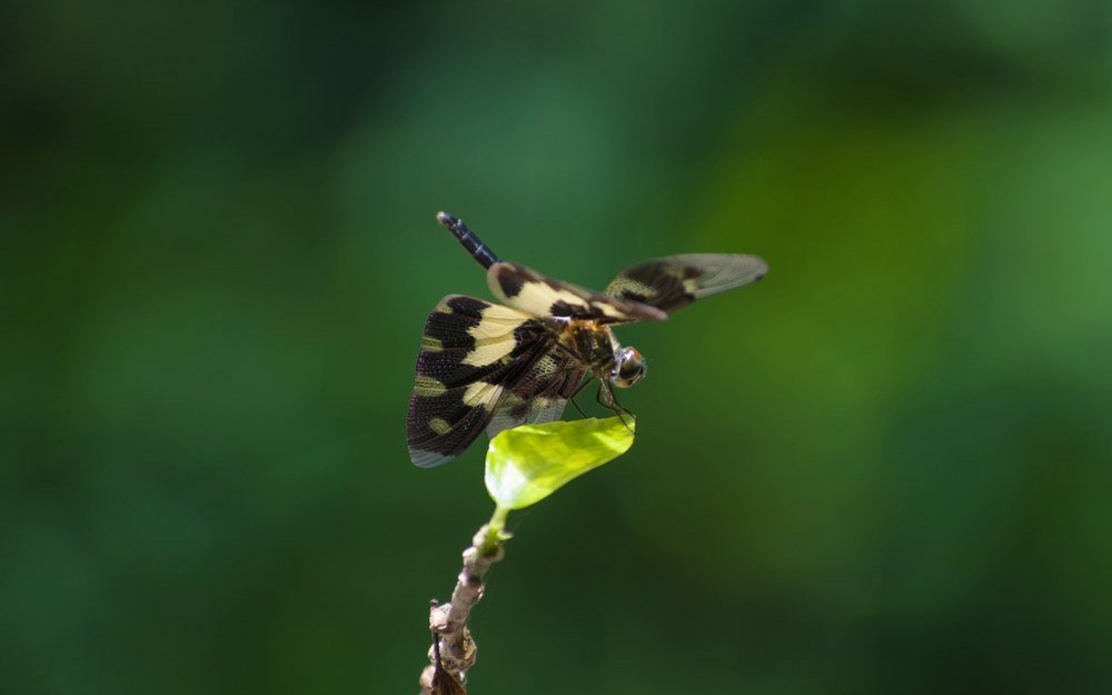 Фотография автора abhilash a k