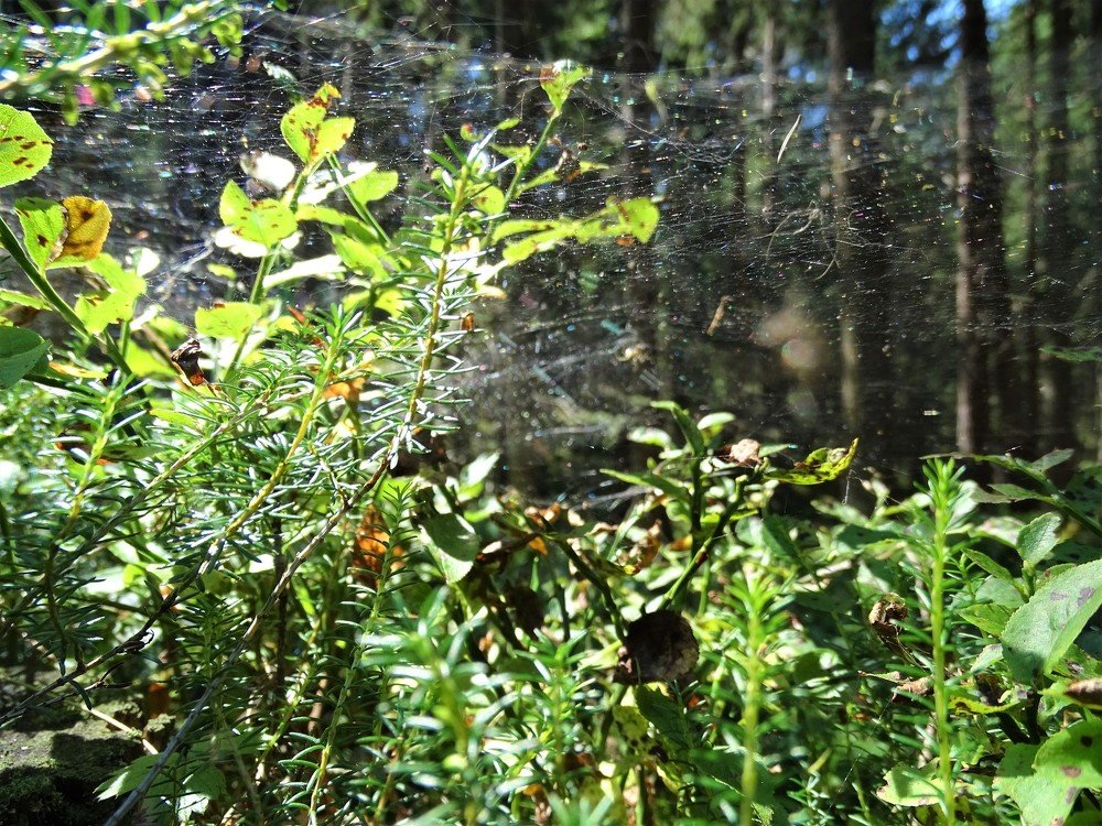 Photograph by Юлия