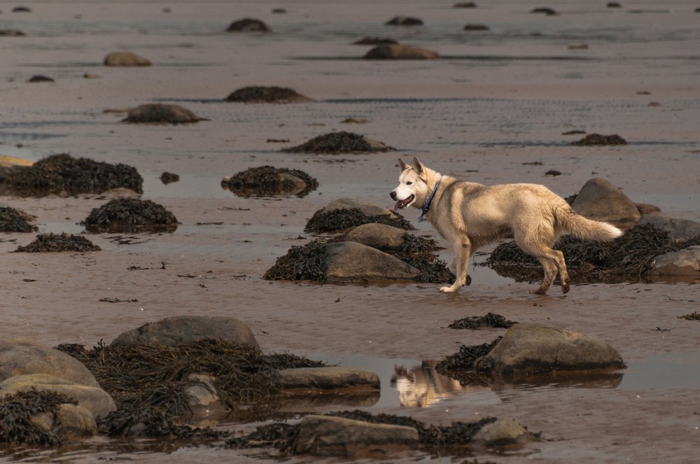 На Беломорском побережье