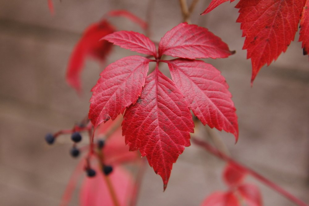 Нежность красного