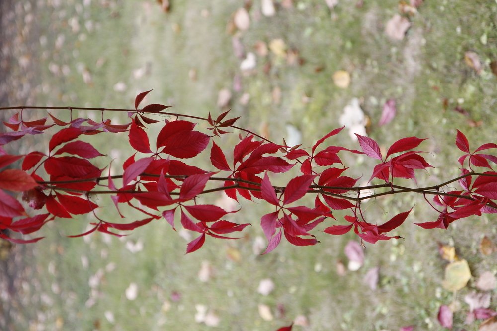 Красная осень