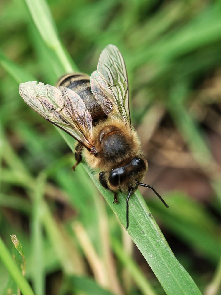 Photograph by Ирина Корабельникова