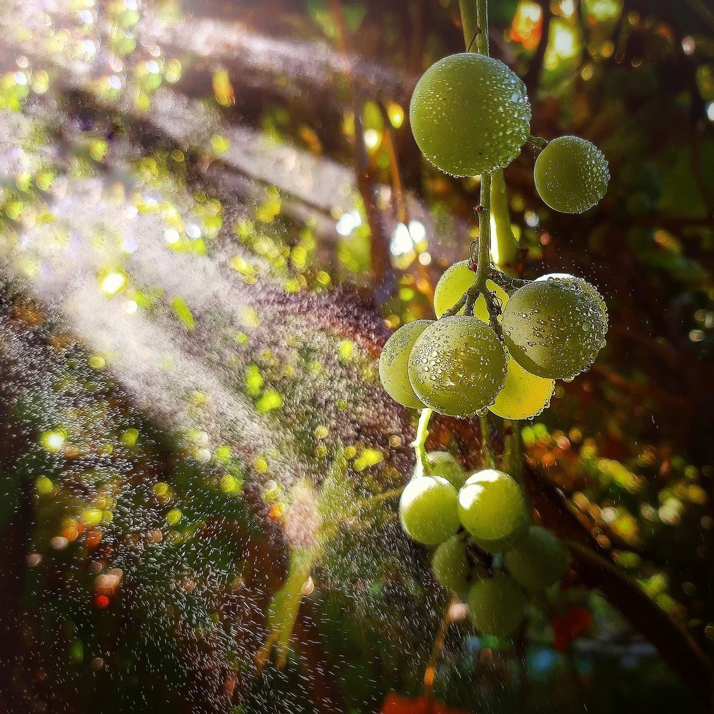 Брызги солнца