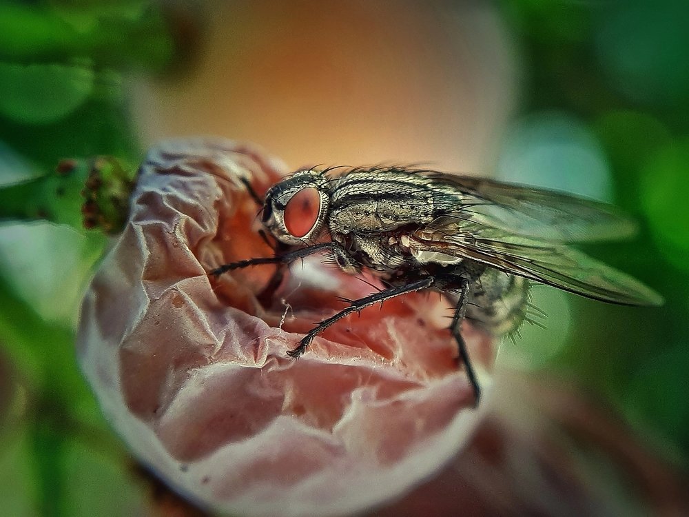 Муха и виноград