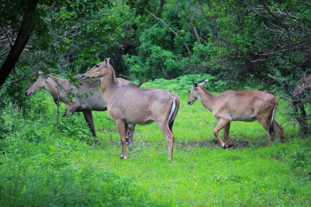 Photograph by Mahesh Patankar