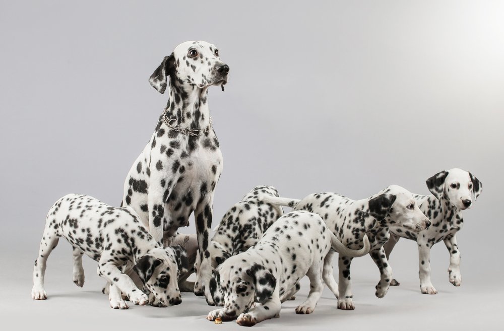 Photograph by Олег Шрамко